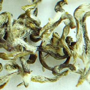Green Snail Spring - BiLuoChun 碧螺春 from Foruntay Tea