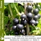 Black Currant Rooibos from 52teas