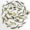 2011 Darjeeling First Flush Giddapahar China Special Black Tea from DarjeelingTeaXpress