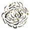 2011 Darjeeling First Flush Jungpana Black Tea from DarjeelingTeaXpress