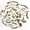 2011 Darjeeling First Flush Premium Black Tea Blend from DarjeelingTeaXpress