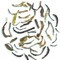 DarjeelingTeaXpress Special Kangra Wah Second Flush Black Tea from DarjeelingTeaXpress