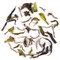 2011 Darjeeling First Flush Thurbo White Delight from DarjeelingTeaXpress