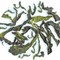 DarjeelingTeaXpress Special Kangra Dharamshala Autumn Flush Handrolled Oolong Tea from DarjeelingTeaXpress