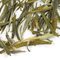 Song Yang from Adagio Teas