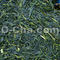 Organic Okitsugawa Supreme from O-Cha.com