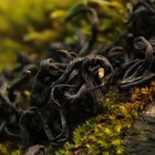 Laoshan Black from Verdant Tea