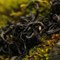 Laoshan Black from Verdant Tea