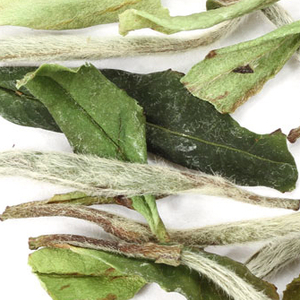 White Peony from Adagio Teas