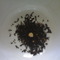 Dream of Fruits from Dharma Teas