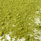 T2 Matcha from T2