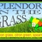 splendor in the grass from Custom-Adagio Teas