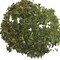 Moroccan Mint from Murchie's Tea & Coffee
