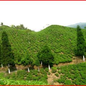 Margaret's Hope 'Euphoria', First Flush Garden Darjeeling from Imperial Teas of Lincoln
