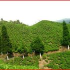 Margaret's Hope 'Euphoria', First Flush Garden Darjeeling from Imperial Teas of Lincoln