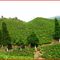 Margaret's Hope 'Euphoria', First Flush Garden Darjeeling from Imperial Teas of Lincoln