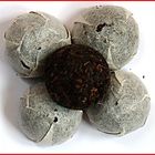 Pu Erh Toucha (EP03) from Nothing But Tea