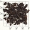 Iyerpadi Estate Organic Nilgiri Orange Pekoe ( tn68 ) from Upton Tea Imports
