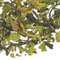 Casablanca Twist from Adagio Teas