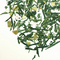 Lemon Zest from Teaopia