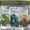 Single Steeps Sampler --Herbal Retreat from Tea Forte