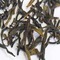 Magnolia Dan Cong from TeaCuppa