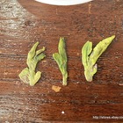 China Cha Dao "Pre-Ming Special Grade" Long Jing Green Tea from China Cha Dao