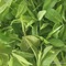 China Cha Dao Supreme Qing Shan Lu Shui (Ku Ding) Green Tea from China Cha Dao