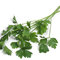 Parsley tea from Custom