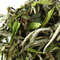 Bai Mu Dan from Camellia Sinensis