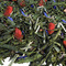 Super Fruit Sencha from Fusion Teas
