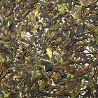 Organic DARJEELING(SECOND FLUSH) tgfop from Green Hill Tea