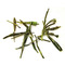 Dragon Well Green Tea from Tielka