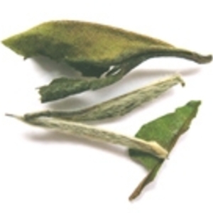 White Tea from Leaf