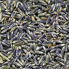 French Lavender from Indigo Tea Company