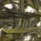 TJ12: Japanese Sencha Ingen from Upton Tea Imports
