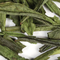 Anhui Emerald Seed from Adagio Teas