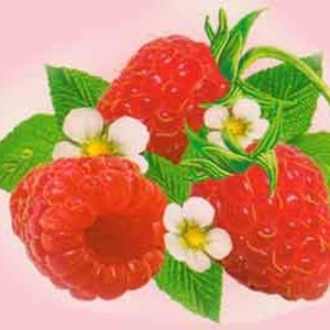 Raspberry Nectar from Red Leaf Tea