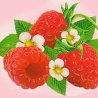 Raspberry Nectar from Red Leaf Tea