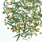 Genmaicha from Teaopia