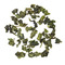 Silk (aka Milky) Oolong from Red Blossom Tea Company
