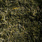 Asamuchi-Cha Shizuoka 2010 Tea from American Tea Room