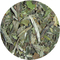 Organic White Peony from Tea District