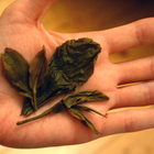 2010 Pu-erh.sk "Nan Nuo" from pu-erh.sk
