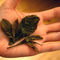2010 Pu-erh.sk "Nan Nuo" from pu-erh.sk