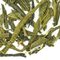 Earl Grey Green from Adagio Teas