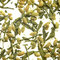 Ryokucha Genmaicha from Samovar