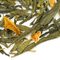 Mandarin Green from Adagio Teas