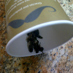 Chocolate Oolong from Bigote Ecuador