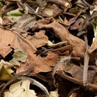 Pai Mu Tan from Seven Teas